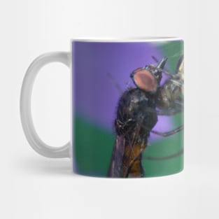 Spider Packs The Same Size Fly Mug